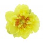 Peonija  `Bartzella`